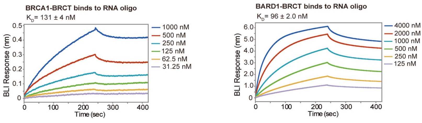 The BRCT domains of BRCA1 and BARD1 directly interact with rRNA.jpg